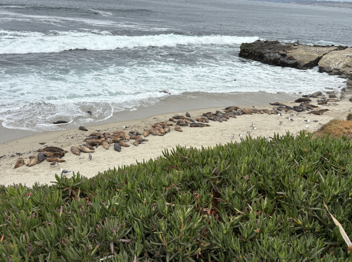 A large group of seals